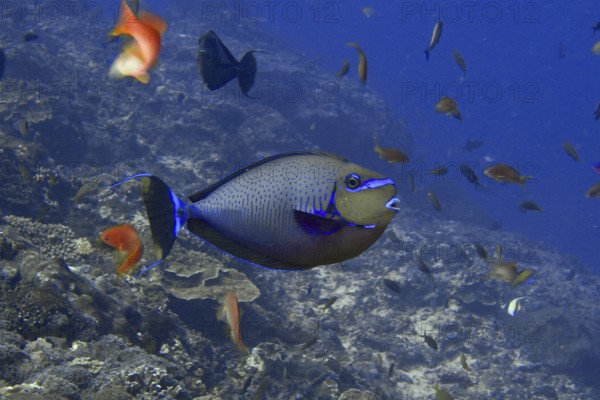 Blue fish, masked nose doctor fish (Naso vlamingii), swimming in a lively, colourful underwater world, dive site Toyapakeh, Nusa Ceningan, Nusa Penida, Bali, Indonesia