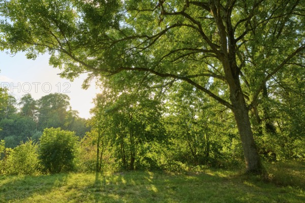 Sunny day with lush vegetation and sunbeams through the trees, autumn, Großheubach, Miltenberg, Main, Spessart, Bavaria, Germany
