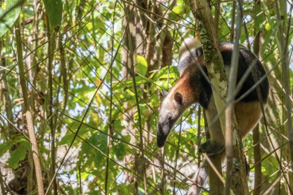 Northern tamandua (Tamandua mexicana), anteater sitting in a tree, in the rainforest, Corcovado National Park, Osa, Puntarena Province, Costa Rica