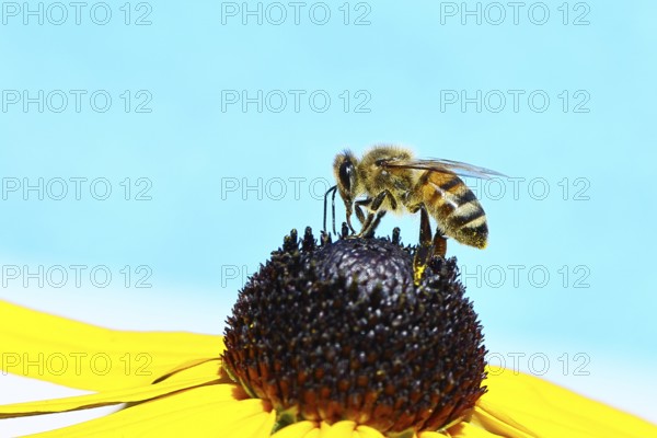 European honey bee (Apis mellifera), collecting nectar from a yellow coneflower (Echinacea paradoxa), in front of a blue sky, close-up, macro photograph, Wilnsdorf, North Rhine-Westphalia, Germany