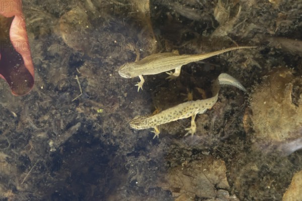 Smooth or Common newt (Lissotriton vulgaris) adult male and female amphibians in a pond, England, United Kingdom