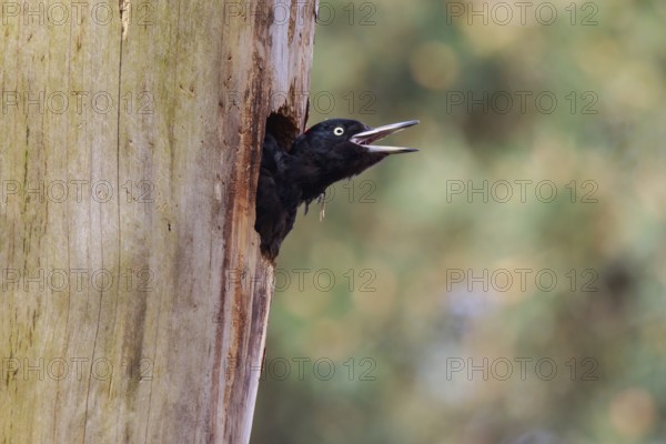 Black Woodpecker (Dryocopus martius) female peering out from nesting hole, Netherlands