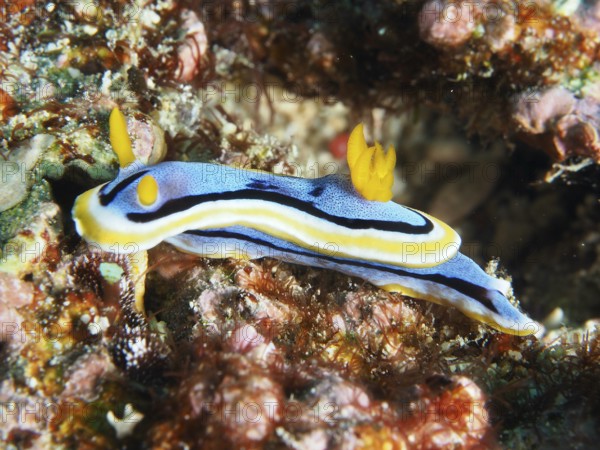 Blue-yellow sea snail, Elisabeth's Chromodoris (Chromodoris elisabethina), on coral reef with colourful and lively environment, dive site SD, Nusa Ceningan, Nusa Penida, Bali, Indonesia