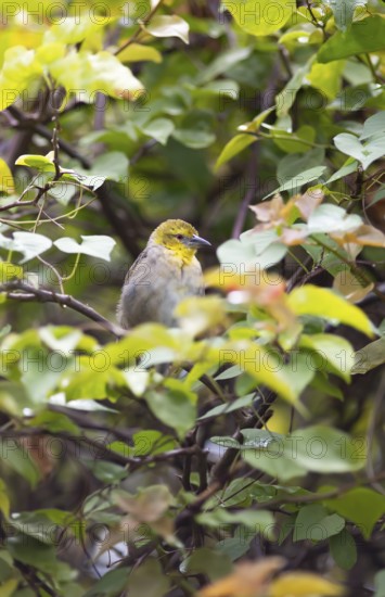 Textor weaver or village weaver (Ploceus cucullatus), Botanical Garden or Sir Seewoosagur Ramgoolam Botanical Garden or Pamplemousses Botanical Garden, Pamplemousses District, Mauritius