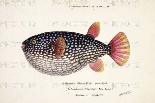 Pufferfish species from the family Tetraodontidae, Arothron gillbanksi, Tetrodon gillbanksii, Bank's Globe Fish, fish, reproduction of an original, by Frank Edward Clarke (b. 1849, d. 1899), ichthyologist and scientific draughtsman