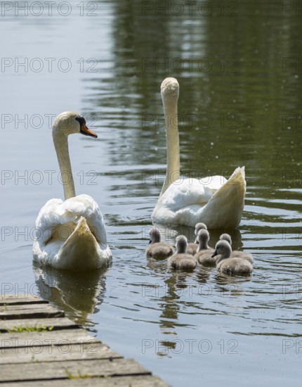 Swan family of the Mute Swan (Cygnus olor) with chicks on the middle pond near Neudorf Klösterlich, Wittichenau, Dubringer Moor, Saxony, Germany