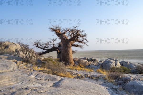 African baobab or baobab tree (Adansonia digitata), between round rocks, at sunrise, Kubu Island (Lekubu), Sowa Pan, Makgadikgadi Salt Pans, Botswana
