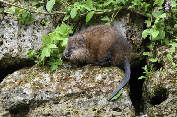 Muskrat in the area, rat, rats, animals, mammals, (Ondatra zibethicus), rodent, rodent, mouse-like, foraging