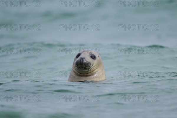 Grey seal (Halichoerus grypus) looking out of the water while swimming in the sea, Düne, Helgoland, Schleswig-Holstein, Germany