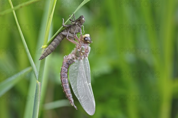 Early reed hunter (Brachytron pratense), imago with exuvium on a reed stalk, after hatching, finished insect, Naturpark Flusslandschaft Peenetal, Mecklenburg-Vorpommern, Germany
