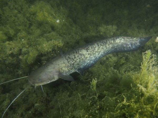 A catfish (Silurus glanis) swims between green algae at night in a dark underwater environment. Dive site Zollbrücke, Rheinau, Canton Zurich, Rhine, High Rhine, Switzerland, Germany