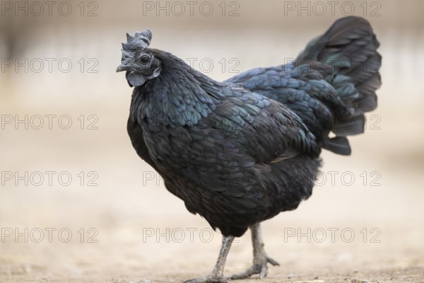 Ayam Cemani, Domestic Chicken (Gallus gallus domesticus), hen, portrait, Bavaria, Germany, Europe black, walkng on the ground, Bavaria, Germany, Europe