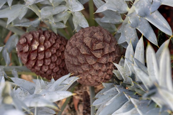 Fruits of the bread palm fern (Encephalartos horridus), Botanical Garden, Erlangen, Middle Franconia, Bavaria, Germany