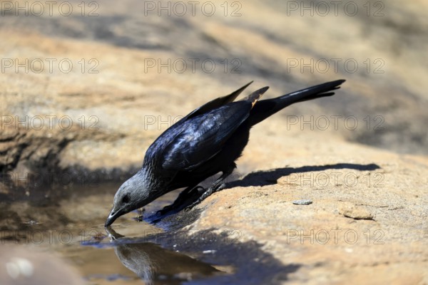 Red-winged Starling (Onychognathus morio), adult, at the water, female, drinking, Mountain Zebra National Park, South Africa