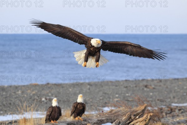 Bald Eagle (Haliaeetus leucocephalus), Bald Eagle, Homer, Kenai Peninsula, Alaska, USA