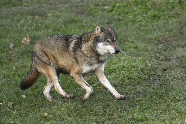 European gray wolf (Canis lupus lupus), running in a meadow, captive, Switzerland