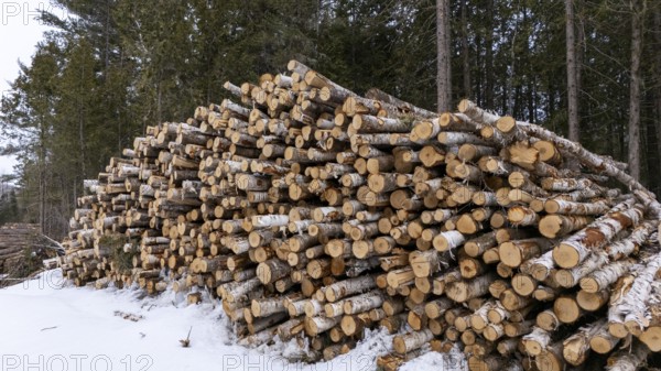 Tree trunks stored after cutting and before being transported to the pulp mill. Region of La Mauricie. Province of Quebec. Canada