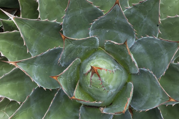 Agave (Agave), Inverewe Gardens, Osgood Mackenzie, Poolewe, Loch Ewe, Highlands, Highlands, Scotland, Great Britain