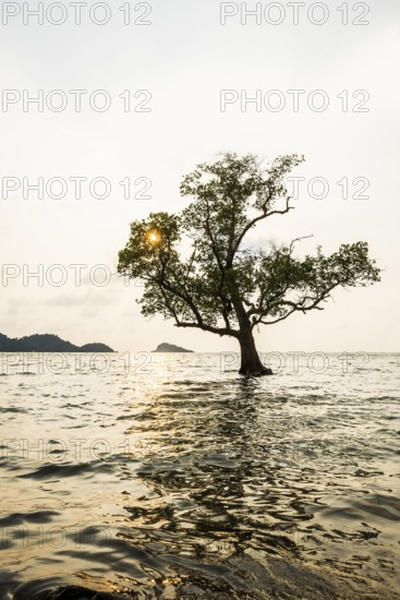 Tree in the sea, The Lonely Tree in the Sea, sunset, Klong Son Beach, Ko Chang, Koh Chang, Mu Ko Chang National Park, Trat, Thailand