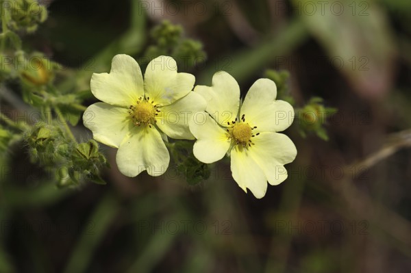 Sulphur cinquefoil (Potentilla recta) with heart-shaped petals, roadside flower, Wilnsdorf, North Rhine-Westphalia, Germany