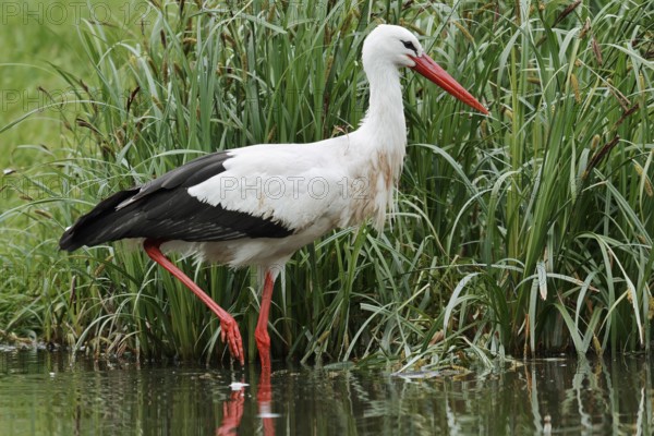 White stork (Ciconia ciconia) foraging in a pond, North Rhine-Westphalia, Germany