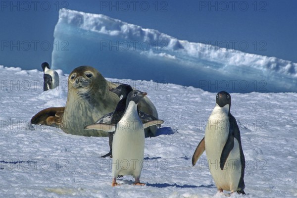 Antarctica, Cierva Cove, leopard seal, Rasr, iceberg, bay, animals, mammals, Adelie penguins