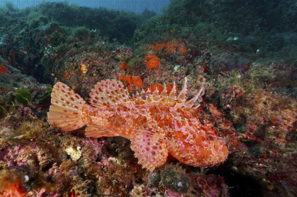 Red scorpionfish (Scorpaena scrofa) in a lively coral reef, rich in contrast, dive site Cap de Creus Marine Reserve, Rosas, Costa Brava, Spain, Mediterranean Sea