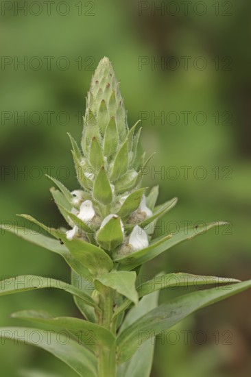 Woolly foxglove (Digitalis lanata), inflorescence, medicinal plant, North Rhine-Westphalia, Germany