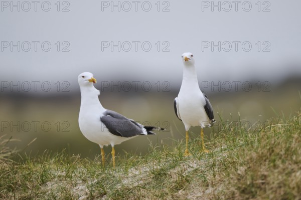 Yellow-legged gull (Larus michahellis) standing in the grass, Düne, Helgoland, Schleswig-Holstein, Germany