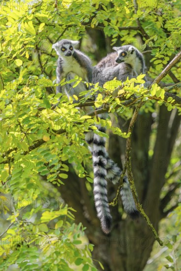 Two ring-tailed lemurs (Lemur catta) sit high up in a tree on a branch between fresh green leaves and play with each other or preen themselves or look around