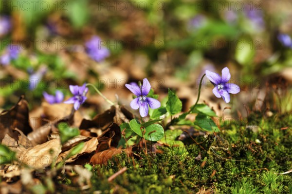 Wood violet (Viola reichenbachiana) among leaves on the forest floor, spring bloomer, Jakobsberg nature reserve, Steinhagen, Teutoburg Forest, North Rhine-Westphalia, Germany