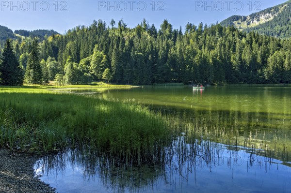 Spitzingsee, mountain lake with pond horsetail, water horsetail (Equisetum fluviatile), excursion, couple in rowing boat, municipality Schliersee, behind mountain Brecherspitz foresummit, Mangfall mountains, Bavarian Prealps, Upper Bavaria, Bavaria, Germany