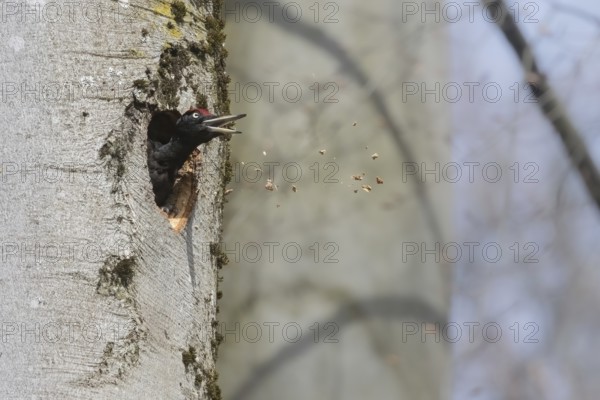 Black woodpecker (Dryocopus martius) throws wood shavings from its breeding den, Austria, Upper Austria