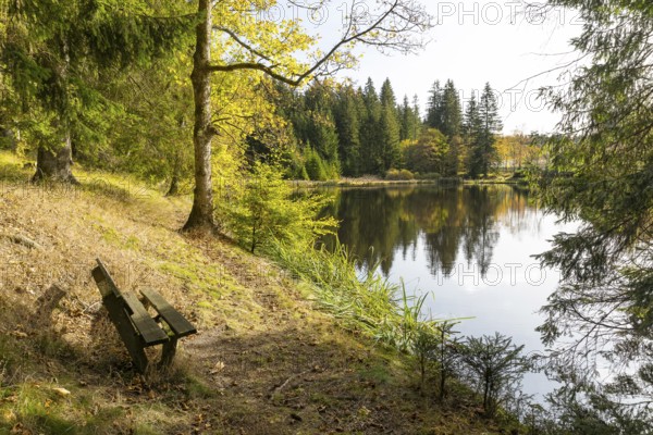 Bench overlooking a pond at the edge of a forest, autumn, raft pond near Muldenhammer, Vogtland, Saxony, Germany