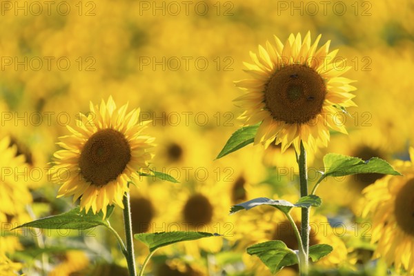 Sunflower (Helianthus annuus), field, agricultural plant, Ringgenbach, Meßkirch, Sigmaringen district, Upper Danube nature park Park, Baden-Württemberg, Germany