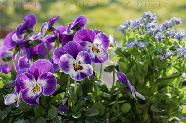 Horned violet (Viola cornuta) and forget-me-not (Myosotis), Rhineland-Palatinate, Germany