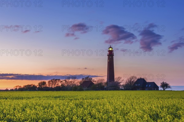 Flügge, Fluegge lighthouse in flowering rape field at sunset on Fehmarn island in the Baltic Sea in spring, Ostholstein, Schleswig-Holstein, Germany