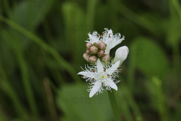Menyanthes trifoliata or bitter clover, medicinal plant, close-up of a flower in a meadow, Wilnsdorf, North Rhine-Westphalia, Germany