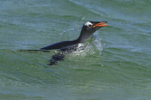Gentoo Penguin (Pygoscelis papua) along the shoreline in the Falkland Islands