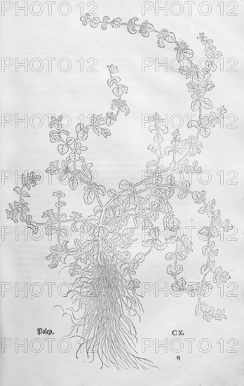 Polei mint, Polei, Flöhkraut (Mentha pulegium), woodcut by Leonhart Fuchs, from New Kreüterbuch, neues Kräuterbuch, Michael Isingrin, Basel, Switzerland, 1543