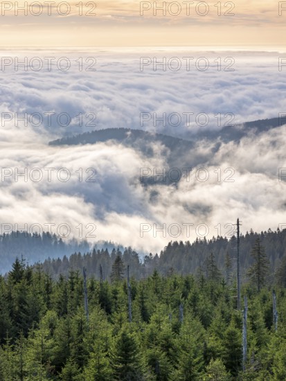 View from the summit of the Dreisesselberg (1333m) over forest and sea of fog, inversion weather, fog in the lowlands, Lower Bavaria, Bavarian Forest, Bavaria, Germany