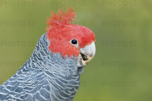 Gang-gang Cockatoo (Callocephalon fimbriatum) male, Victoria, Australia