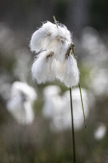 Common cottongrass (Eriophorum angustifolium), Emsland, Lower Saxony, Germany