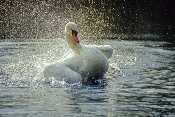 Mute swan. Cygnus olor. A swan cleans its plumage on the river. Forest of La Wantzenau. Region of Alsace. France