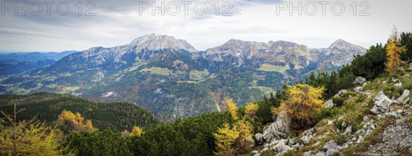 Yellow-coloured larches in the Berchtesgaden National Park in autumn, view to the Hohe Göll, Schneibstein and Kahlersberg, Bavaria, Germany