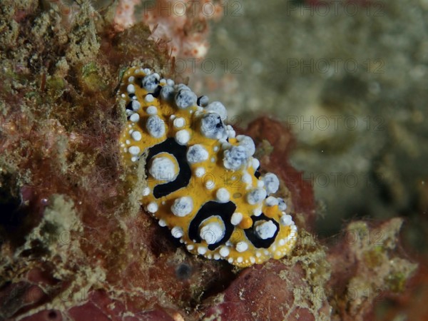 Structured eyespot wart slug (Phyllidia ocellata) in yellow and black on a sea sponge, dive site Prapat, Penyapangan, Bali, Indonesia