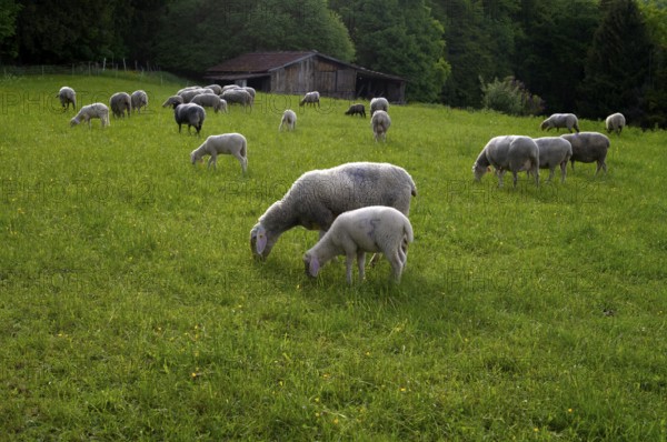 Sheep, flock of sheep, pasture, refuge, Römerstein, Swabian Alb biosphere reserve, Baden-Württemberg, Germany