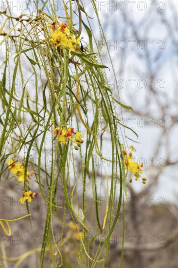 Jerusalemsdorn (Parkinsonia aculeata), San Cristobal, Galapagos, Ecuador