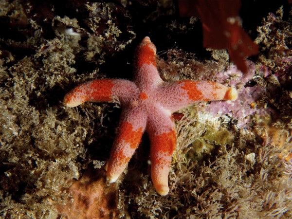 An orange-pink coloured starfish (Henricia) lies on the seabed among algae. Dive site Maharees Islands, Castlegregory, Co. Kerry, Irish Sea, North Atlantic, Ireland