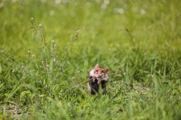 A European hamster (Cricetus cricetus), Eurasian hamster, black-bellied hamster or common hamster, collects herbs, grass and daisies on a meadow